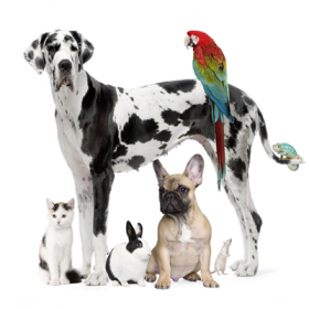 Petshop